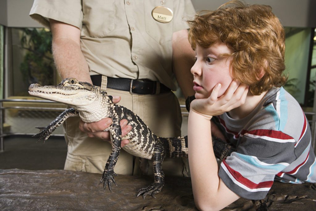 A young boy getting up close and personal with an alligator at Alligator Adventure at Barefoot Landing.