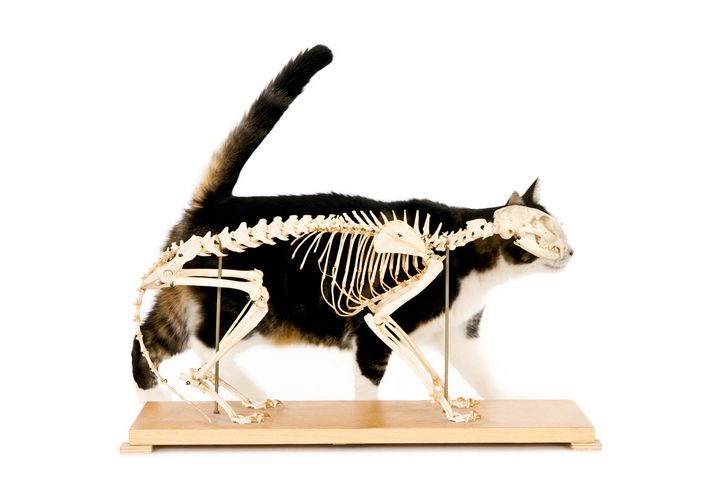 Cat standing behind a cat skeleton